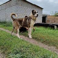 سگ آلبای 3سال نیم آماده واگذاری