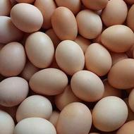 تخم مرغ نطفه دار گلپایگان.(محلی)