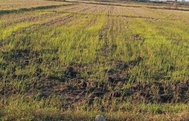 زمین کشاورزی واقع در چپک شفیع محله لشت نشا