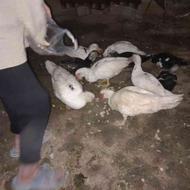فروش اردک اسراییلی.تخم میزارن