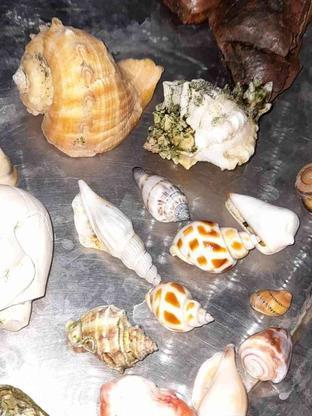انواع صدف های زینتی وکلیکسیونی در گروه خرید و فروش ورزش فرهنگ فراغت در قم در شیپور-عکس1