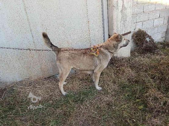 واگذاری سگ ماده سرابی ادم گیرشدیدنسلدار در گروه خرید و فروش ورزش فرهنگ فراغت در اردبیل در شیپور-عکس1
