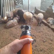 تراشیدن پشم های گوسفند