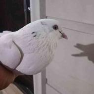 یک عدد کبوتر سفید