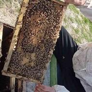 کندوی زنبور عسل