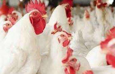 فروش مرغداری پولت تخمگذار 180 هزارتایی در فیروزکوه