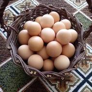 تخم مرغ خونگی تازه وکلوچه خوانساری تازه