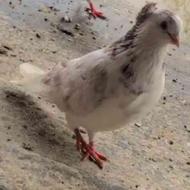 کبوتر تزئینی پرشی نر معاوضه با کبوتر«بغدادی»