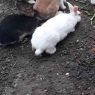 خرگوش بالغ سفید ماده