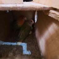 یک جفت طوطی برزیلی مولد