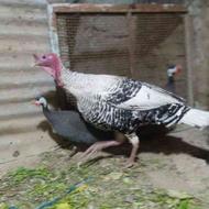 بوقلمون نر مرغ شاخدار مرغ وخروس ابریشمی مرغ محلی تخم گذار