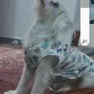 واگذار ی دوعدد سگ ترییر نروماده یکسال وشش ساله