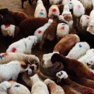 گوسفند زنده شبانه روزی با قصاب تحویل در محل