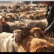 گوسفند و دام زنده جهت قربانی و مصارف خانگی