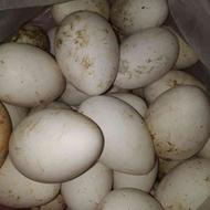 فروش تخم غاز دورگه با 98درصد نطفه وفروش غاز دورگه درشت