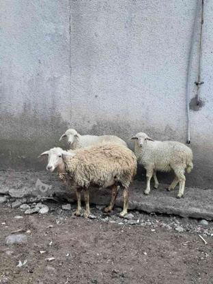 خریدار گوسفند بره میش در گروه خرید و فروش ورزش فرهنگ فراغت در مازندران در شیپور-عکس1