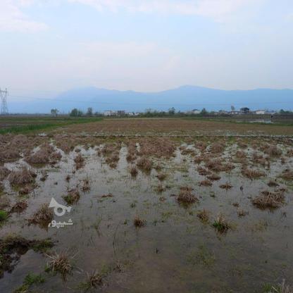 فروش زمین کشاورزی 6000 متر در تیل پرده سر در گروه خرید و فروش املاک در مازندران در شیپور-عکس1