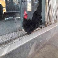 مرغ خروس جاپنیز با همراه جوجه با قفس