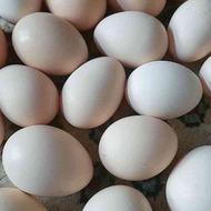 تخم مرغ محلی موجود میباشد.