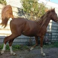 فروش اسب عرب اصیل