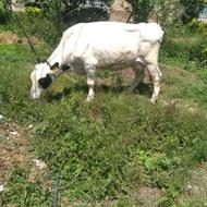 گاو شیری پنج ماه زایمان کرده 13کیلو شیر میده