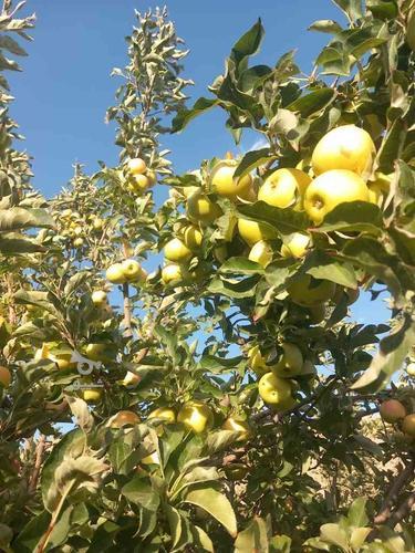 سیب درختی.سیب سمیرم