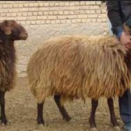 فروش گوسفند و دام در کرج شهریار تهران