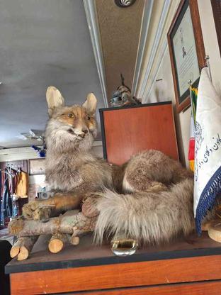 تزئینات روباه تاکسیدرمی در گروه خرید و فروش لوازم خانگی در تهران در شیپور-عکس1