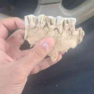 فسیل دندان