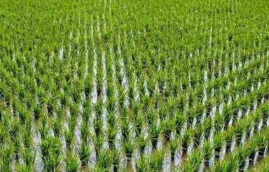 اجاره زمین برای کاشت برنج