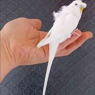 مرغ عشق پروانه ای سفید دستی...