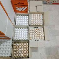 پخش تخم مرغ کلی و جزئی در کبودراهنگ