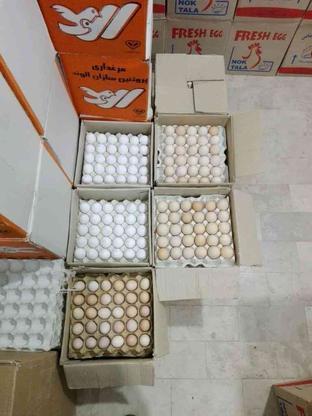 پخش تخم مرغ کلی و جزئی در کبودراهنگ در گروه خرید و فروش خدمات و کسب و کار در همدان در شیپور-عکس1