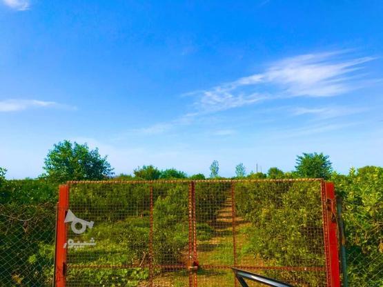 باغ پِژ ساری ولشکلا 3000 متر در گروه خرید و فروش املاک در مازندران در شیپور-عکس1