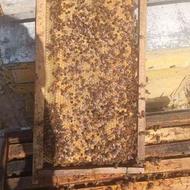 فروش 40کندو زنبور ده قاب فول