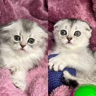 بچه گربه های اسکاتیش فولد سیلور 2 ماهه