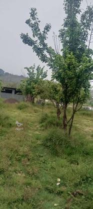 5000 متر باغ واقع در بندپی شرقی  در گروه خرید و فروش املاک در مازندران در شیپور-عکس1