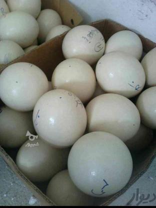 تخم نطفه دارشترمرغ وجوجه گوشتی در گروه خرید و فروش ورزش فرهنگ فراغت در لرستان در شیپور-عکس1