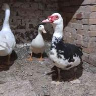اردک خارجی جوانه مولد قوغاز سنگین