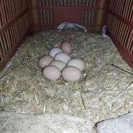 تخم مرغ محلی 20 عدد سالم تازه نطفه دار 2تا مرغ گلین