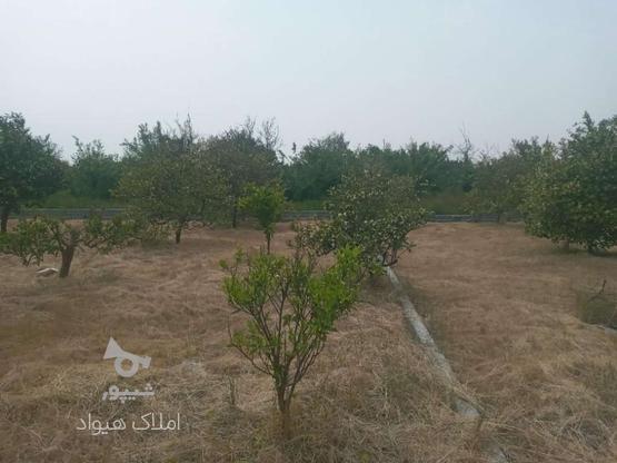 فروش زمین کشاورزی 265 متر در جاده نظامی در گروه خرید و فروش املاک در مازندران در شیپور-عکس1