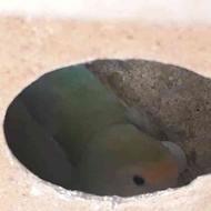 طوطی کوتوله برزیلی جفت مولد حلقه پا روتخم