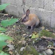 خرگوش ماده اهلی یه دونه