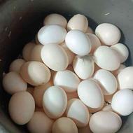 تخم نطفه دار از مرغ و خروس گلین تاج آره ای پنگونی ریشو