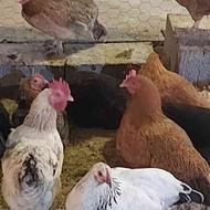 مرغ تخمگذار نژاد تخمی گوشتی نسل 4 با وزن 2 کیلو به بالا