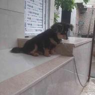 واگذاری سگ پاکوتاه نژاد پامر اشپیتز 7ماهه