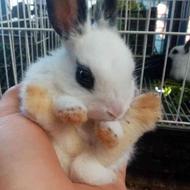 بچه خرگوش کوچک، سفید و سفید خاکستری، سیاه