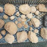 انواع فسیل قدمتی و چند عدد سکه سنگی