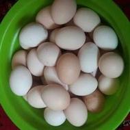 تخم مرغ طبیعی تازه