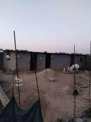1000متر زمین داخل بافت در گروه خرید و فروش املاک در مازندران در شیپور-عکس1
